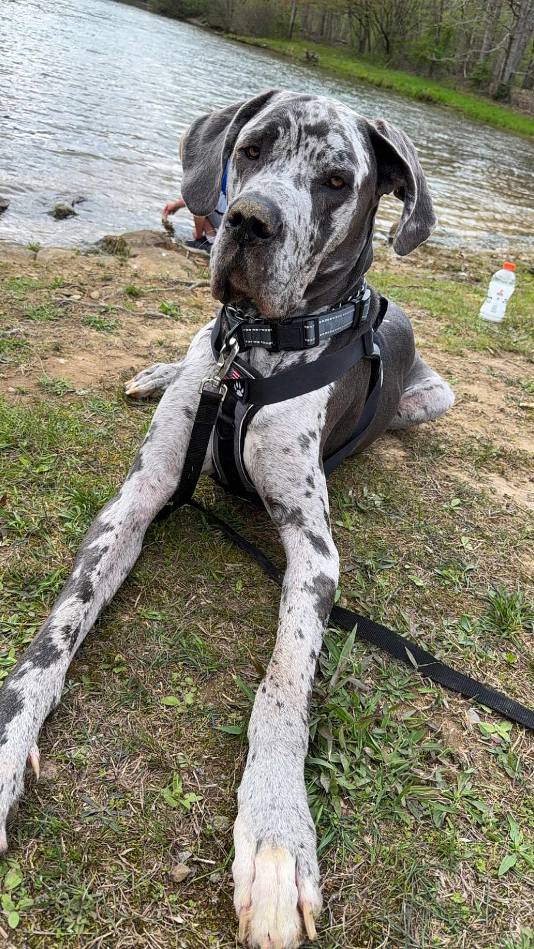 Brute