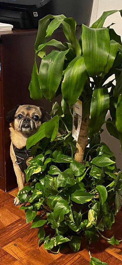 Beans is registered to the contest to win money with this photo: botany, canidae, carnivore, companion_dog, dog, dog_breed, fawn, flowering_plant, grass, green, herb, plant, plant_stem, pug, snout, sporting_group, terrestrial_animal, terrestrial_plant, toy_dog, working_animal