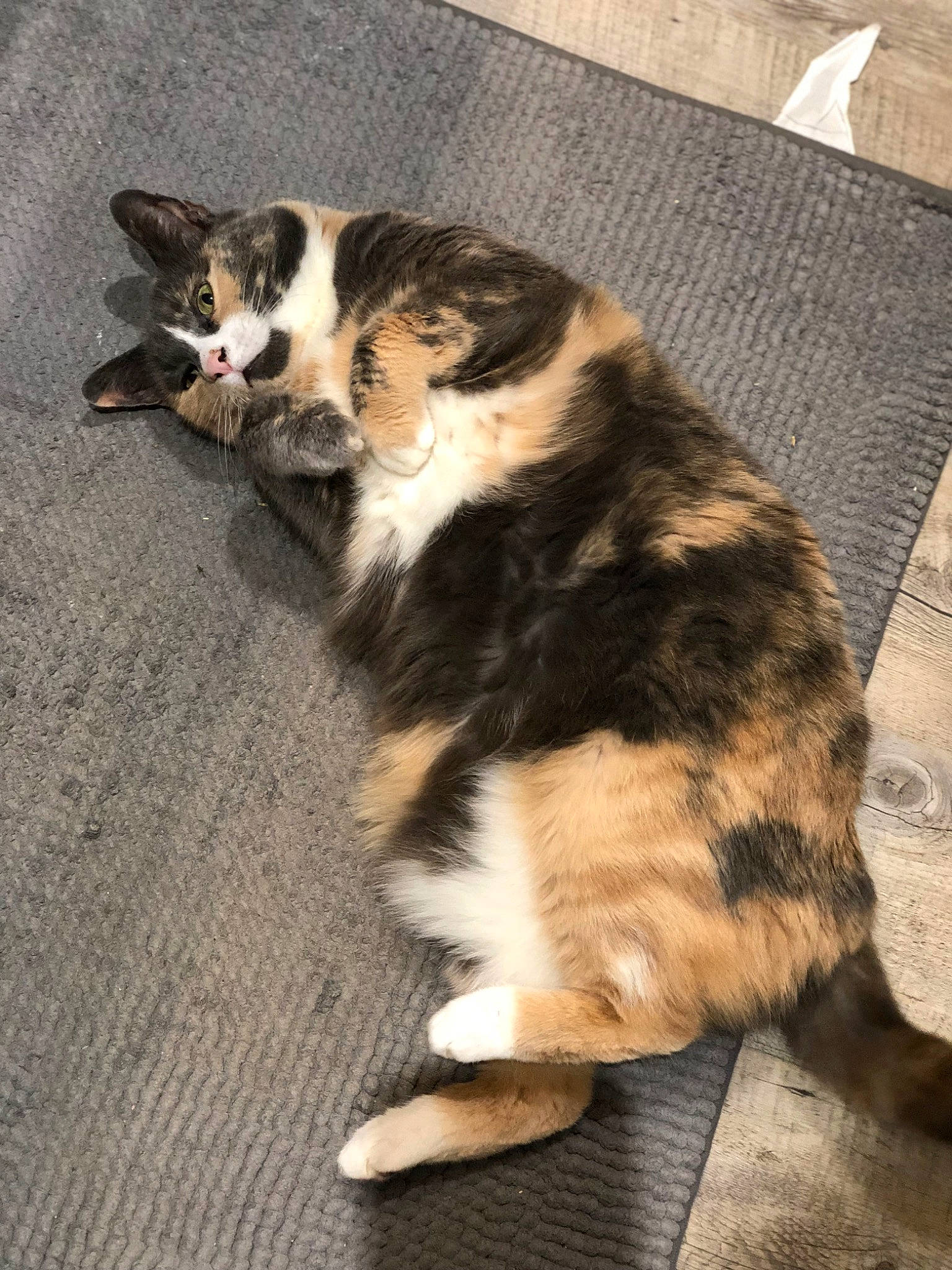 Adèle participe au concours pour gagner de l'argent avec cette photo : canidae, carnivore, cat, claw, companion_dog, dog_breed, domestic_short_haired_cat, felidae, floor, flooring, foot, fur, paw, small_to_medium_sized_cats, snout, sporting_group, tail, terrestrial_animal, whiskers, wood