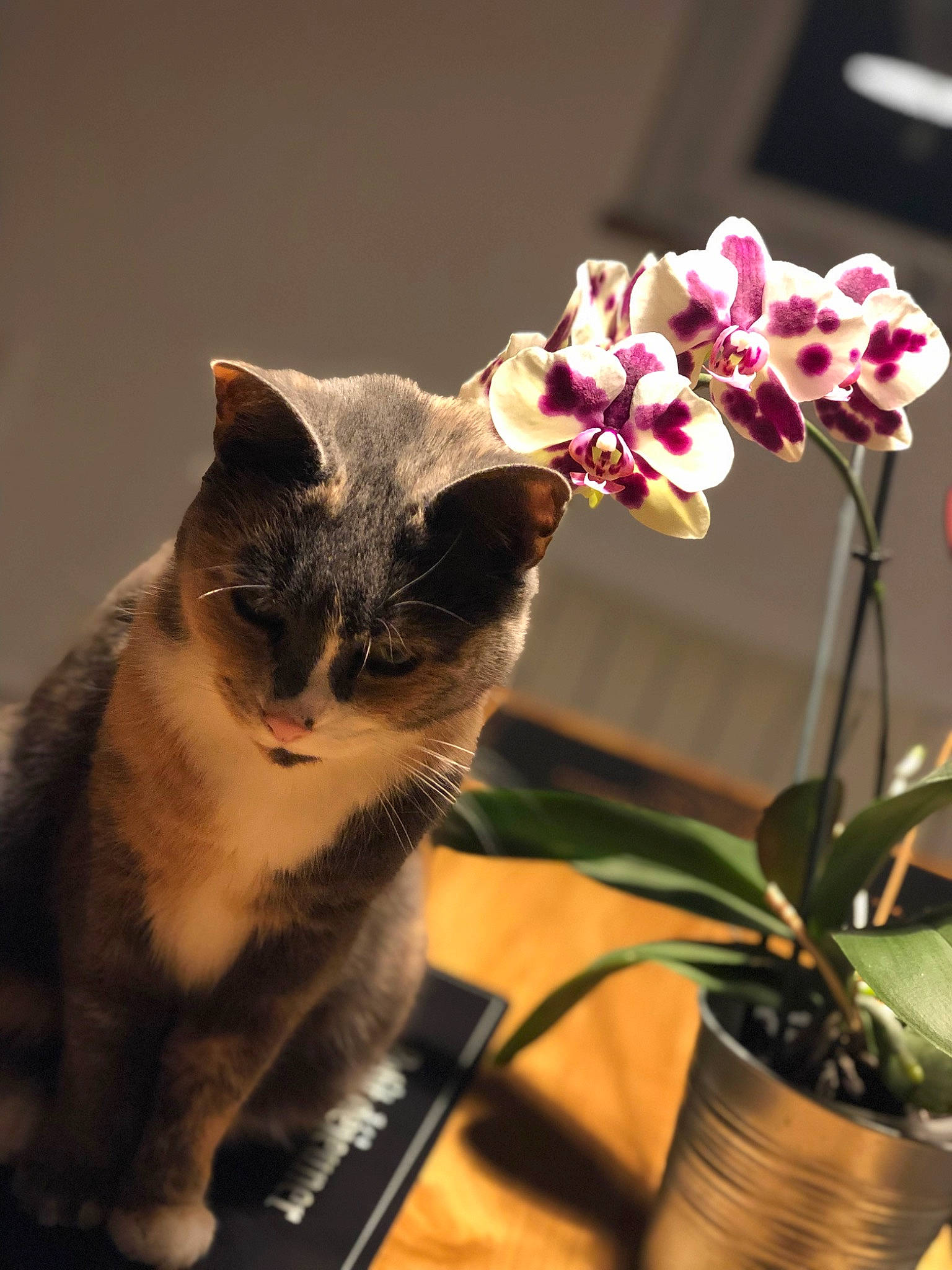 Adèle participe au concours pour gagner de l'argent avec cette photo : artificial_flower, carnivore, cat, domestic_short_haired_cat, felidae, flower, flowering_plant, flowerpot, fur, grass, houseplant, magenta, petal, plant, small_to_medium_sized_cats, tail, terrestrial_plant, twig, whiskers, window