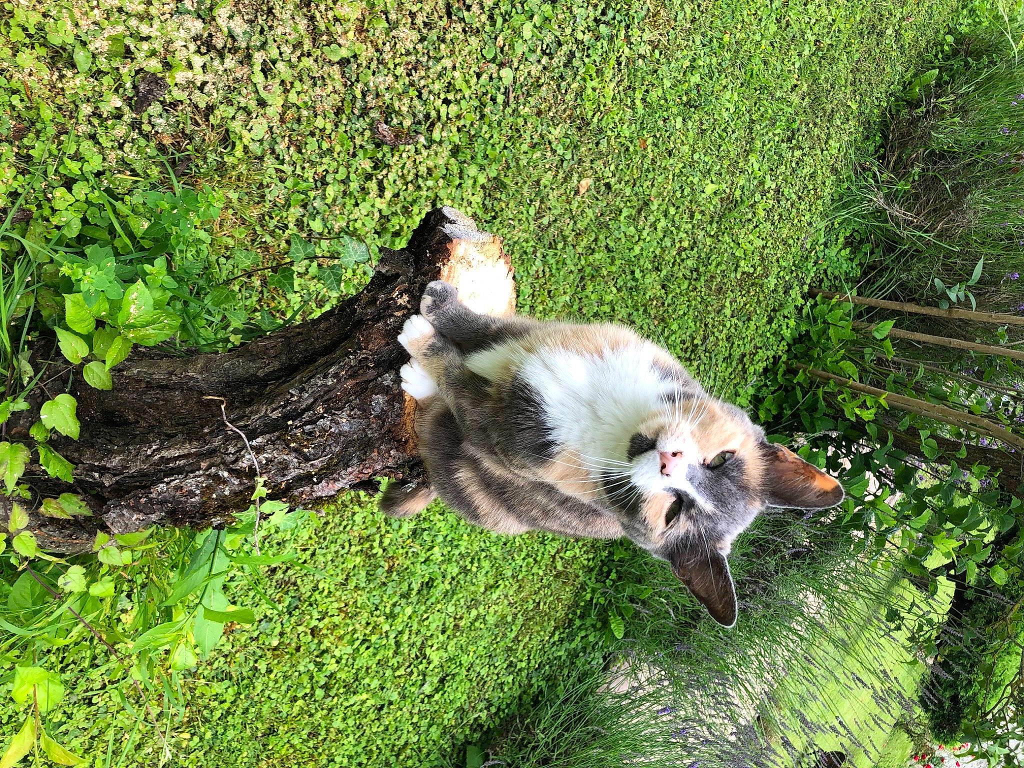 Adèle participe au concours pour gagner de l'argent avec cette photo : canidae, canis, carnivore, companion_dog, dog, dog_breed, fawn, felidae, fox, fur, grass, groundcover, plant, small_to_medium_sized_cats, sporting_group, tail, terrestrial_animal, whiskers, wolf