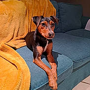 Taïga participe au concours pour gagner de l'argent avec cette photo : dog, puppy, couch, blanket, indoor, pet, animal, fur, brown, black, relaxed, alert, cozy, furniture, home, floor, tile, domestic, companion, resting