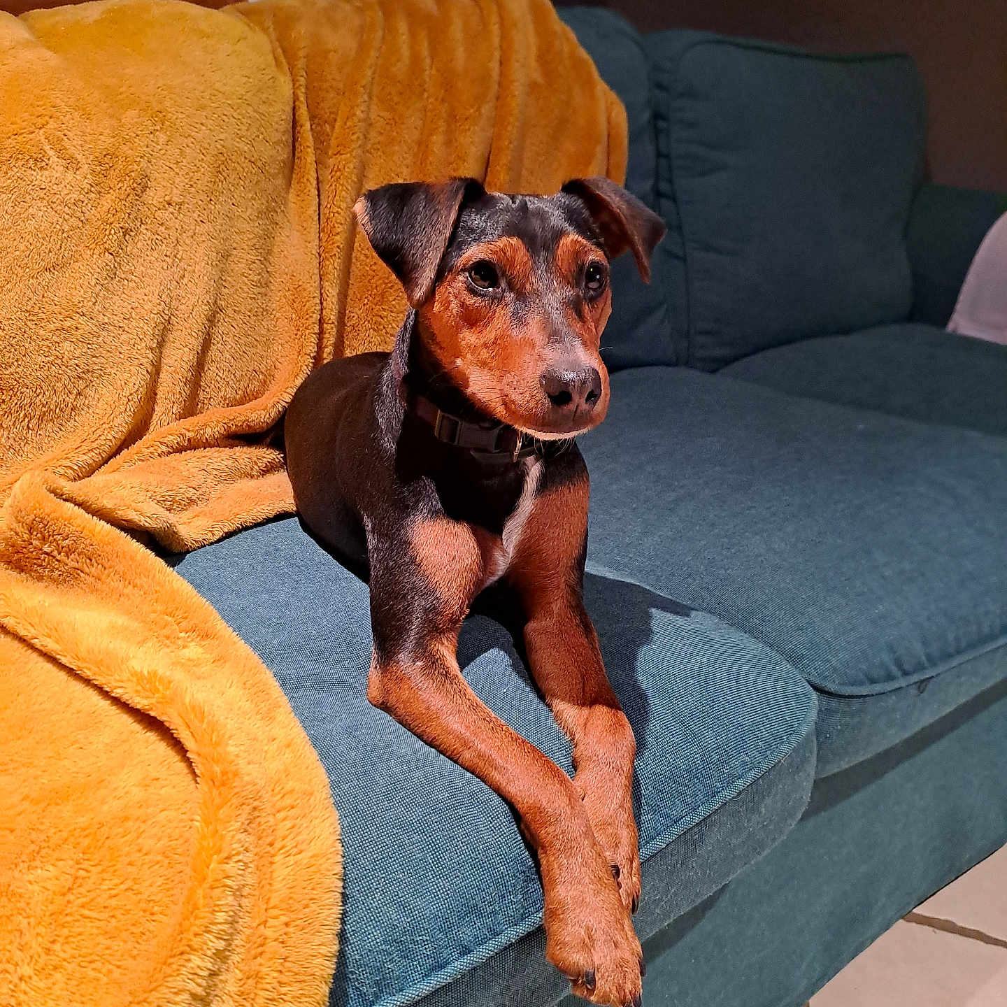 Taïga
