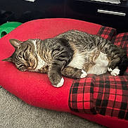 Angel is registered to the contest to win money with this photo: cat, tabby_cat, sleeping, indoor, red_cushion, plaid_blanket, carpet, furniture, cabinet, pet, cozy, relaxing, animal, whiskers, paws, fur, domestic_cat, resting, household, tabby_stripes