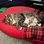animal, cabinet, carpet, cat, cozy, domestic_cat, fur, furniture, household, indoor, paws, pet, plaid_blanket, red_cushion, relaxing, resting, sleeping, tabby_cat, tabby_stripes, whiskers