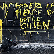 Swing participe au concours pour gagner de l'argent avec cette photo : dog, leash, graffiti, street, sidewalk, urban, black_wall, yellow_paint, hand, pavement, messy, canine, outdoor, public_space, mess, dripping_paint, animal, walking, pet, cobblestone