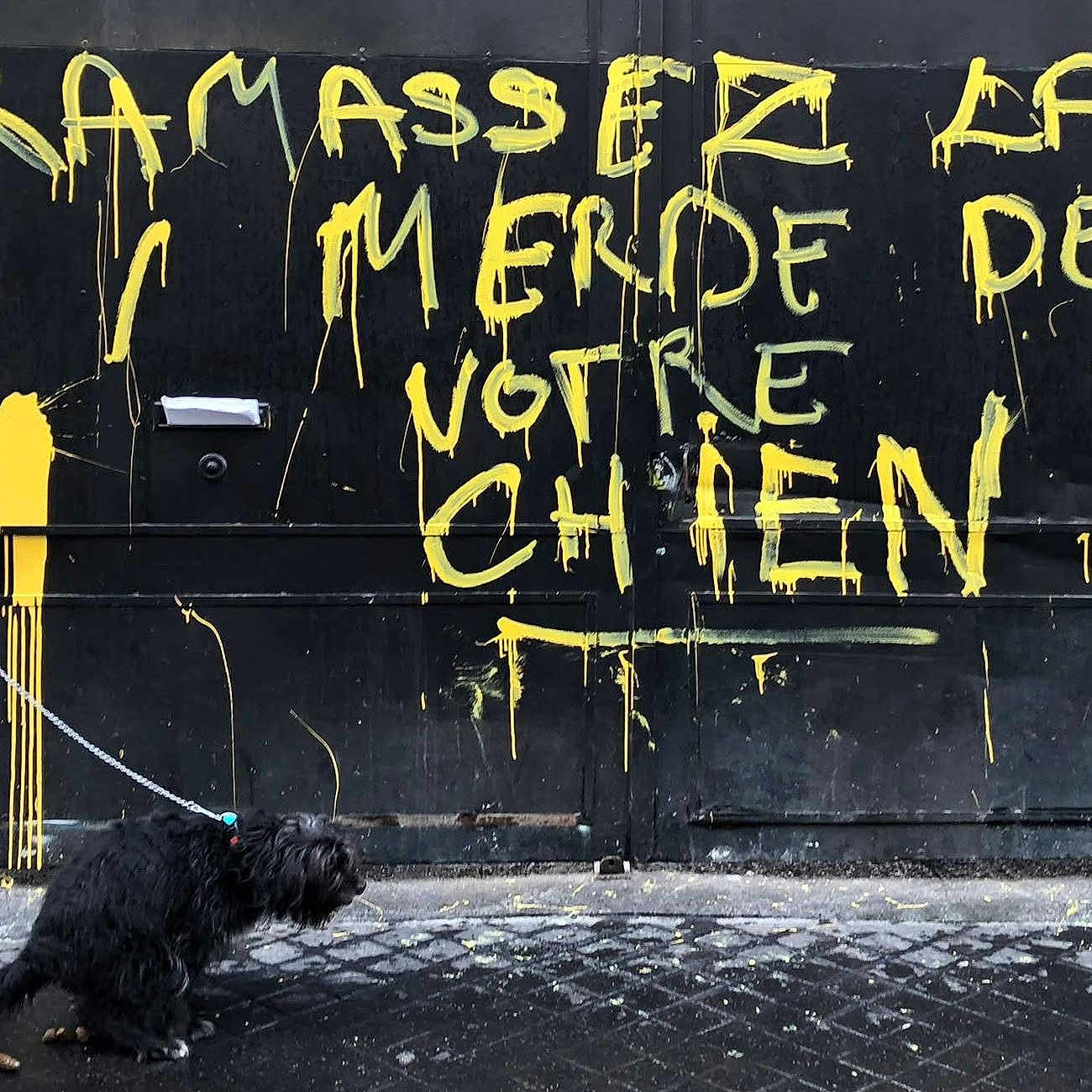 Swing participe au concours pour gagner de l'argent avec cette photo : dog, leash, graffiti, street, sidewalk, urban, black_wall, yellow_paint, hand, pavement, messy, canine, outdoor, public_space, mess, dripping_paint, animal, walking, pet, cobblestone