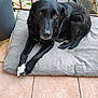 Naya a rejoint le concours — aidez-le/la à gagner de superbes lots ! dog, black_dog, pet, cushion, pillow, tiled_floor, porch, railing, car, outdoor, paw, brown_eyes, nose, fur, looking_at_camera, closeup, pet_bed, resting, whiskers, tile