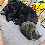 Naya a rejoint le concours — aidez-le/la à gagner de superbes lots ! dog, cat, pet, sleeping, cushion, balcony, railing, yellow_car, black_dog, gray_cat, collar, red_collar, fur, cozy, outdoor, tile_floor, potted_plant, resting, companionship, curled_up