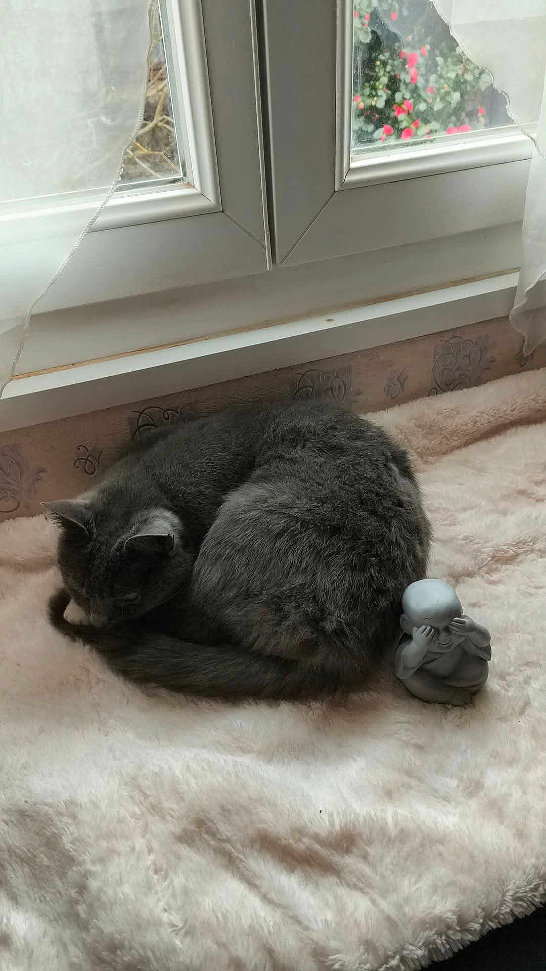 Mystic a rejoint le concours — aidez-le/la à gagner de superbes lots ! cat, gray_cat, sleeping_cat, pet, windowsill, fuzzy_blanket, small_statue, decor, interior, nap, cozy, fur, curled_up, sill, home, cute, sculpture, relaxation, daylight, ornament