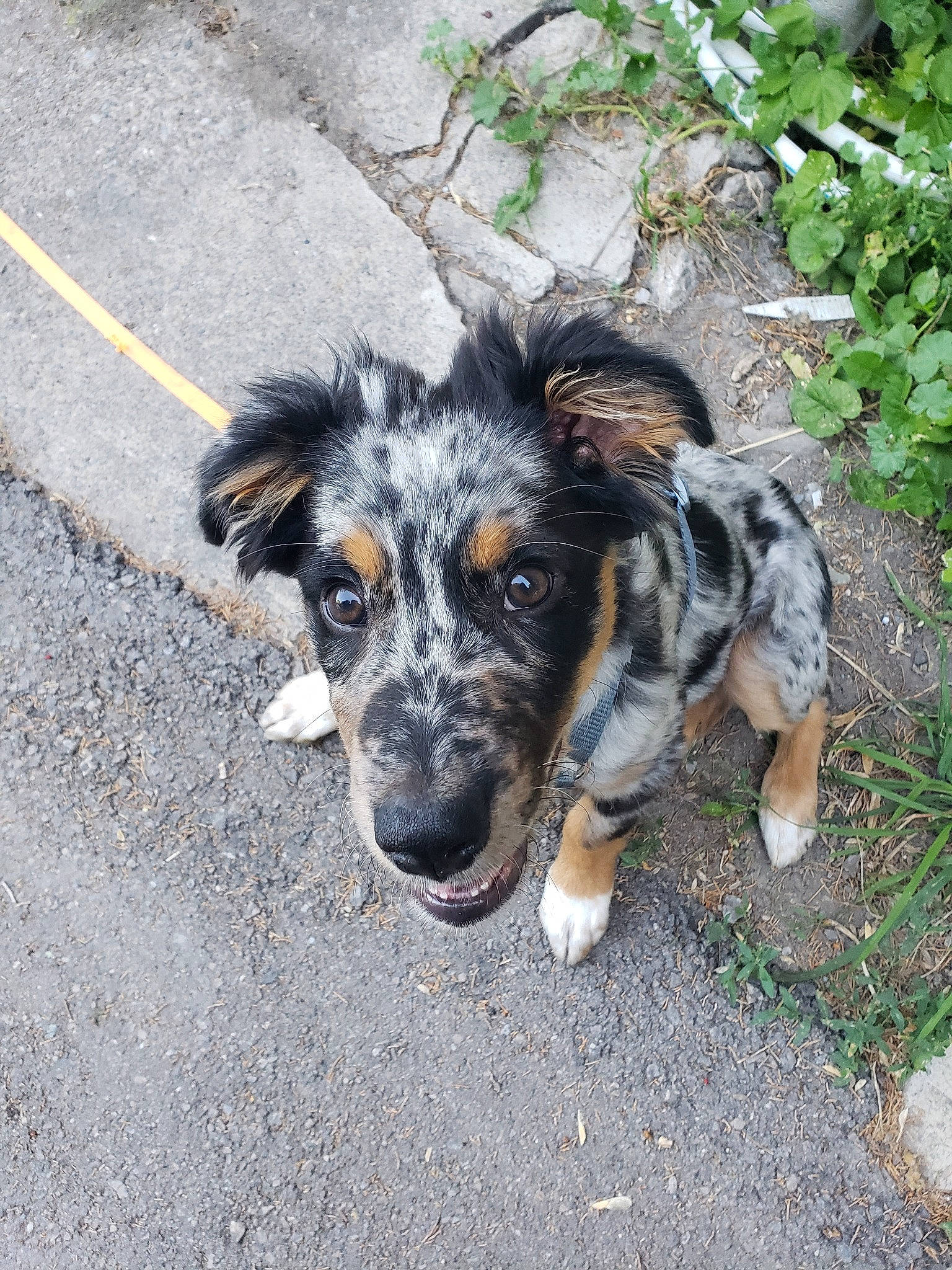Havok is registered to the contest to win money with this photo: australian_shepherd, canidae, carnivore, dog, dog_breed, herding_dog, koolie, louisiana_catahoula_leopard_dog, mammal, puppy, rare_breed_dog, snout, sporting_group, street_dog, texas_heeler, working_dog