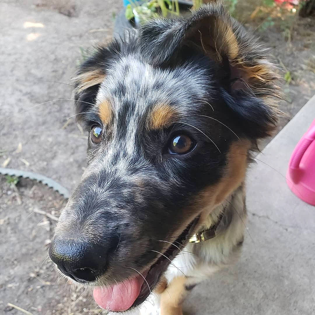 Havok joined the competition — help win amazing prizes! australian_collie, australian_shepherd, border_collie, canidae, carnivore, dog, dog_breed, english_shepherd, herding_dog, koolie, mammal, miniature_australian_shepherd, nose, rare_breed_dog, snout, sporting_group, street_dog, texas_heeler, welsh_sheepdog, working_dog