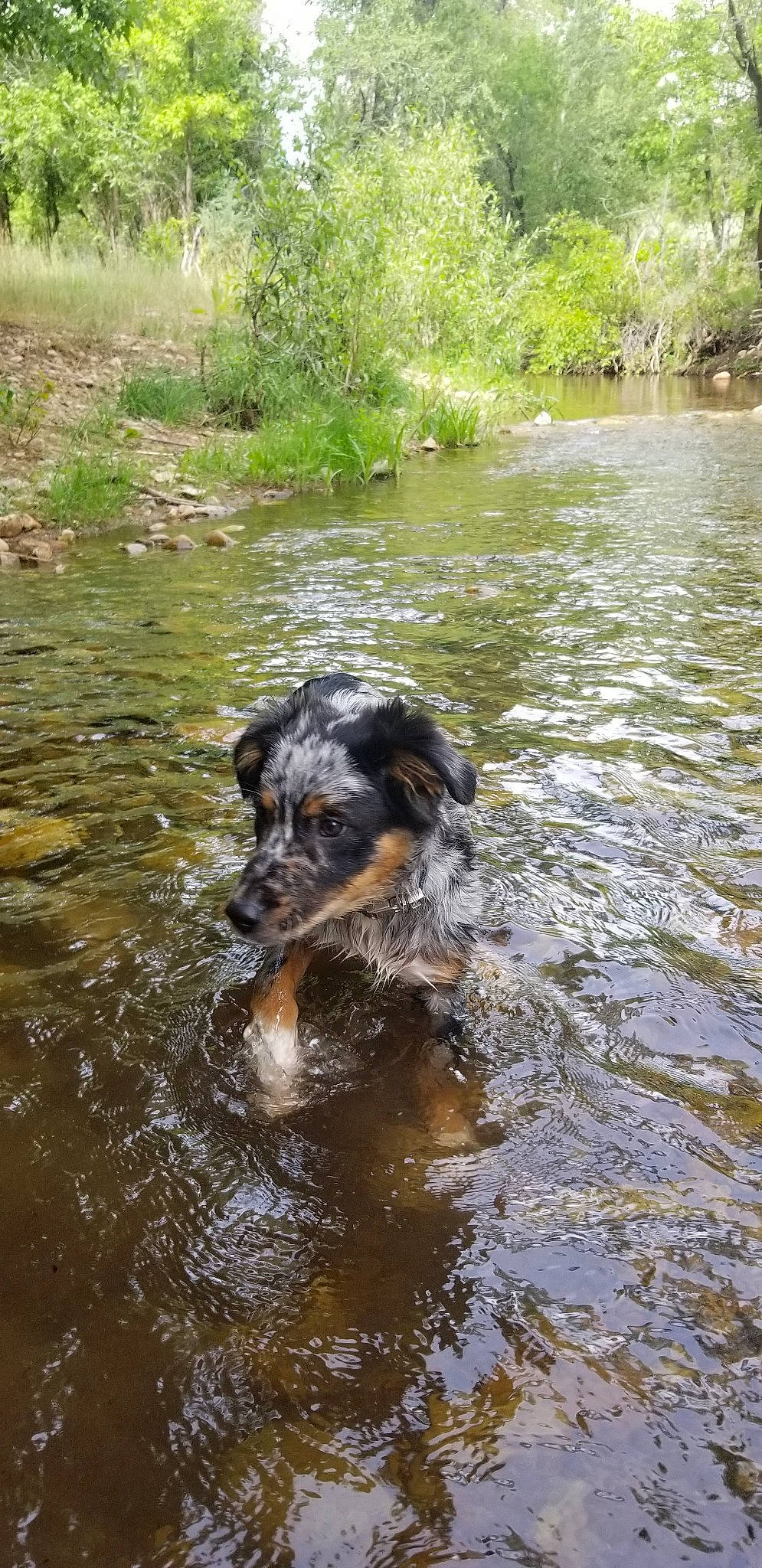Havok is registered to the contest to win money with this photo: beauceron, canidae, carnivore, dog, dog_breed, huntaway, hunting_dog, jagdterrier, sporting_group, water, water_resources, watercourse, working_dog