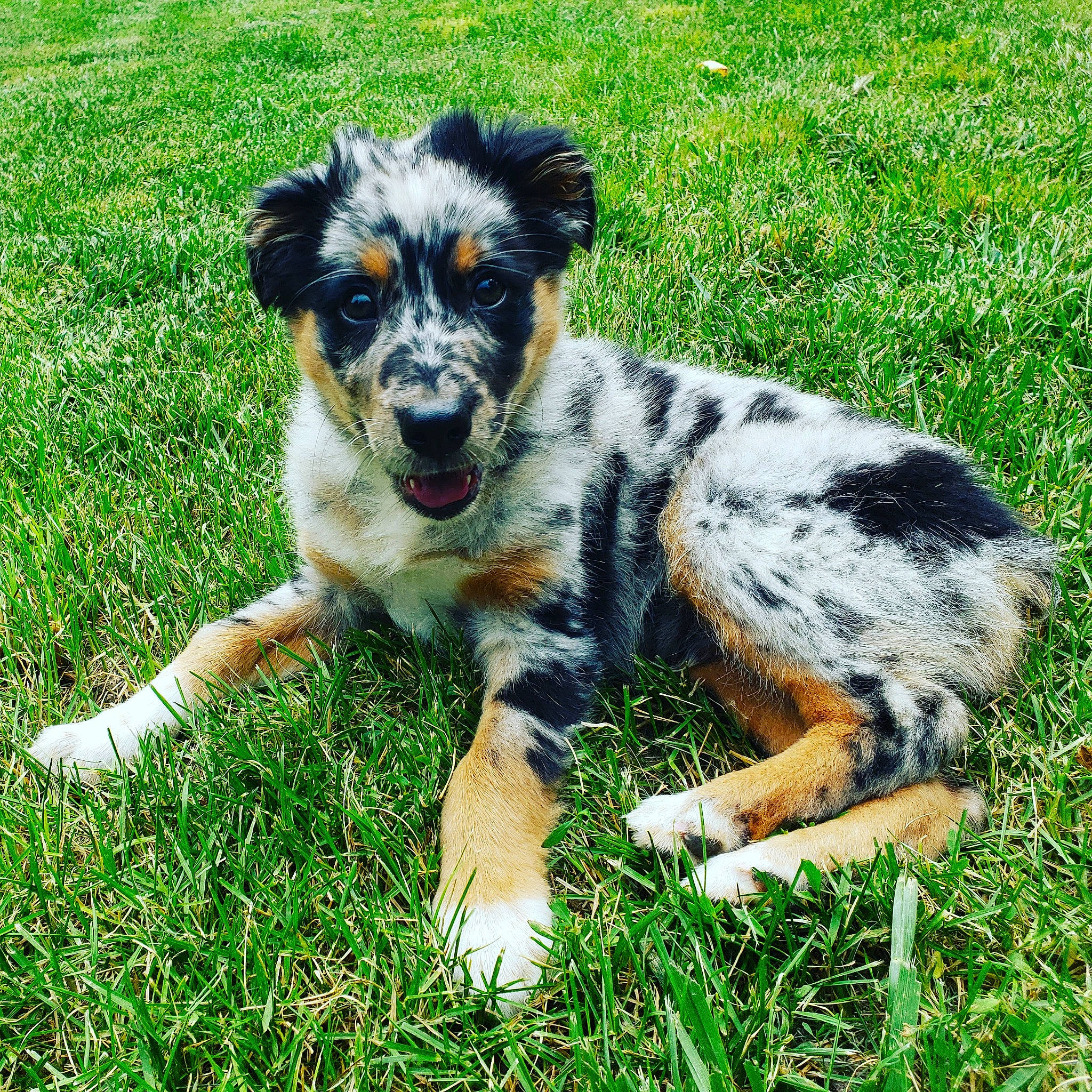 Havok is registered to the contest to win money with this photo: australian_cattle_dog, australian_collie, australian_shepherd, canidae, carnivore, companion_dog, dog, dog_breed, grass, herding_dog, koolie, mammal, miniature_australian_shepherd, plant, puppy, rare_breed_dog, sporting_group, texas_heeler, vertebrate, working_dog