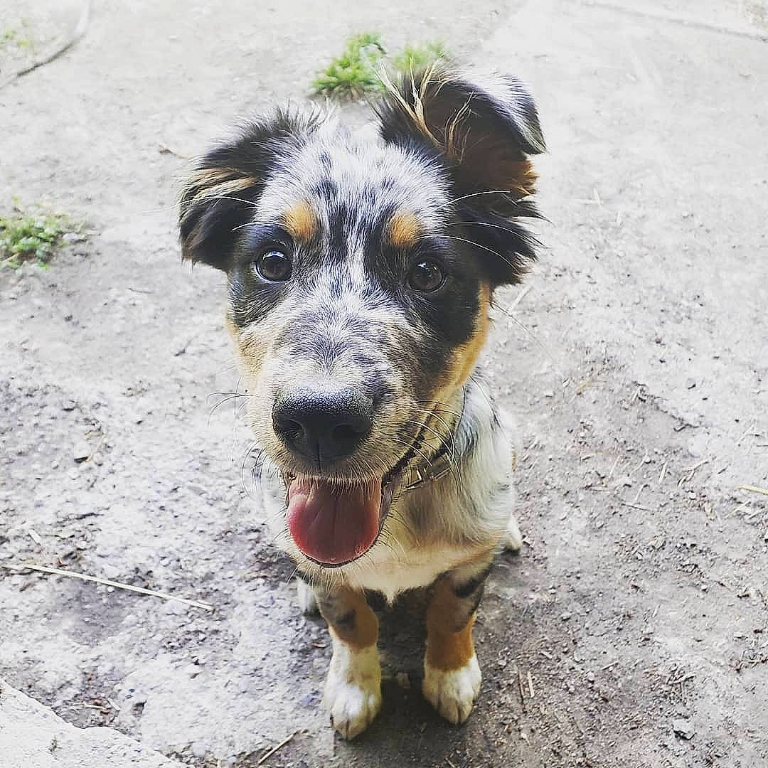 Havok is registered to the contest to win money with this photo: australian_cattle_dog, australian_collie, australian_shepherd, border_collie, canidae, carnivore, companion_dog, dog, dog_breed, herding_dog, koolie, miniature_australian_shepherd, nose, puppy, snout, sporting_group, street_dog, texas_heeler, welsh_sheepdog, working_dog