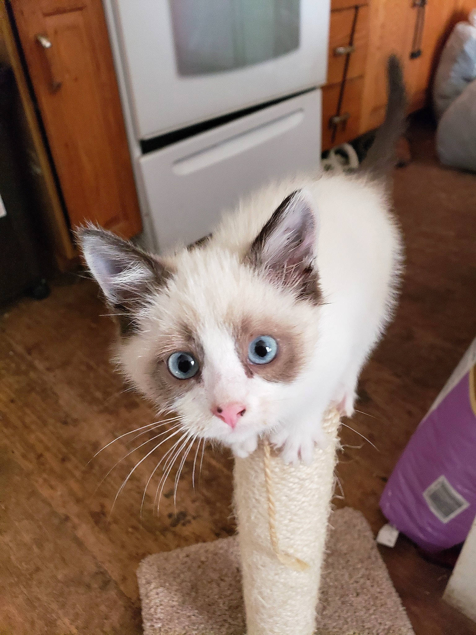 Bartleby is registered to the contest to win money with this photo: asian, carnivore, cat, domestic_short_haired_cat, eye, fawn, felidae, iris, kitten, mammal, munchkin, ojos_azules, polydactyl_cat, ragamuffin, ragdoll, small_to_medium_sized_cats, snowshoe, turkish_van, vertebrate, whiskers