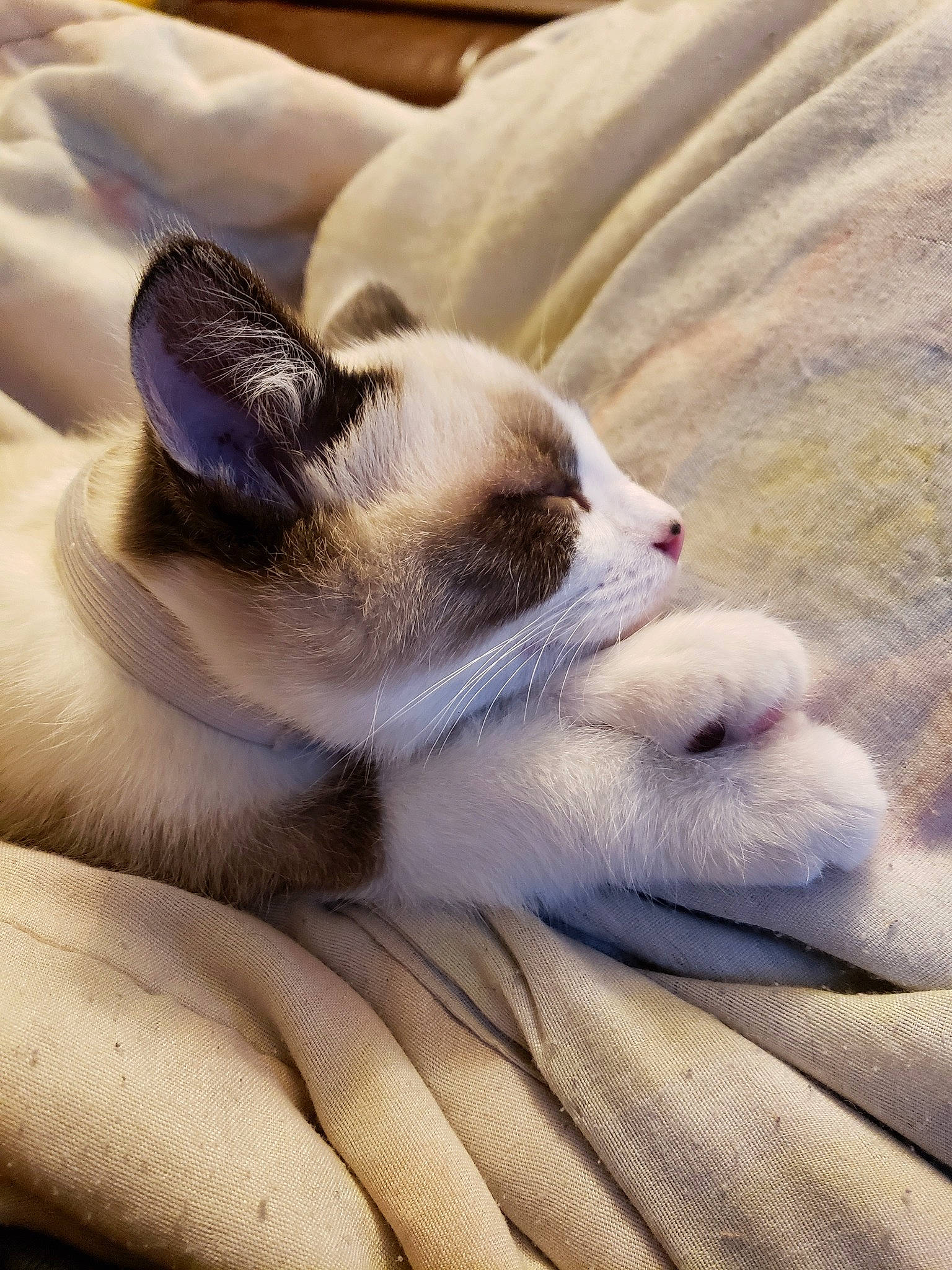 Bartleby is registered to the contest to win money with this photo: balinese, carnivore, cat, colorpoint_shorthair, ear, fawn, felidae, kitten, mammal, nap, paw, singapura, small_to_medium_sized_cats, snout, snowshoe, thai, tonkinese, whiskers