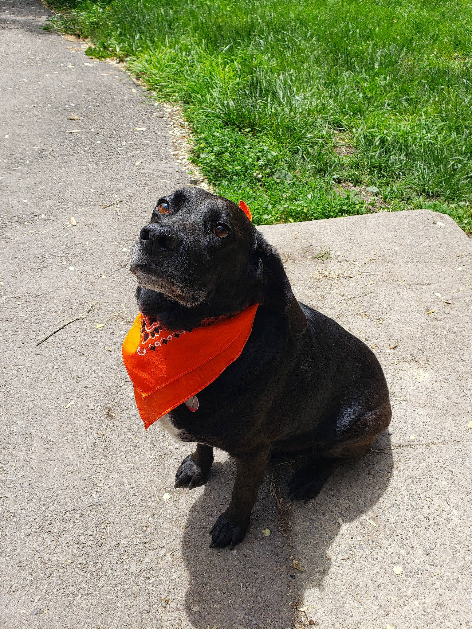 Rubble joined the competition — help win amazing prizes! canidae, carnivore, companion_dog, dog, dog_breed, dog_clothes, dog_collar, fawn, grass, leash, pug, snout, sporting_group, staffordshire_bull_terrier, tail