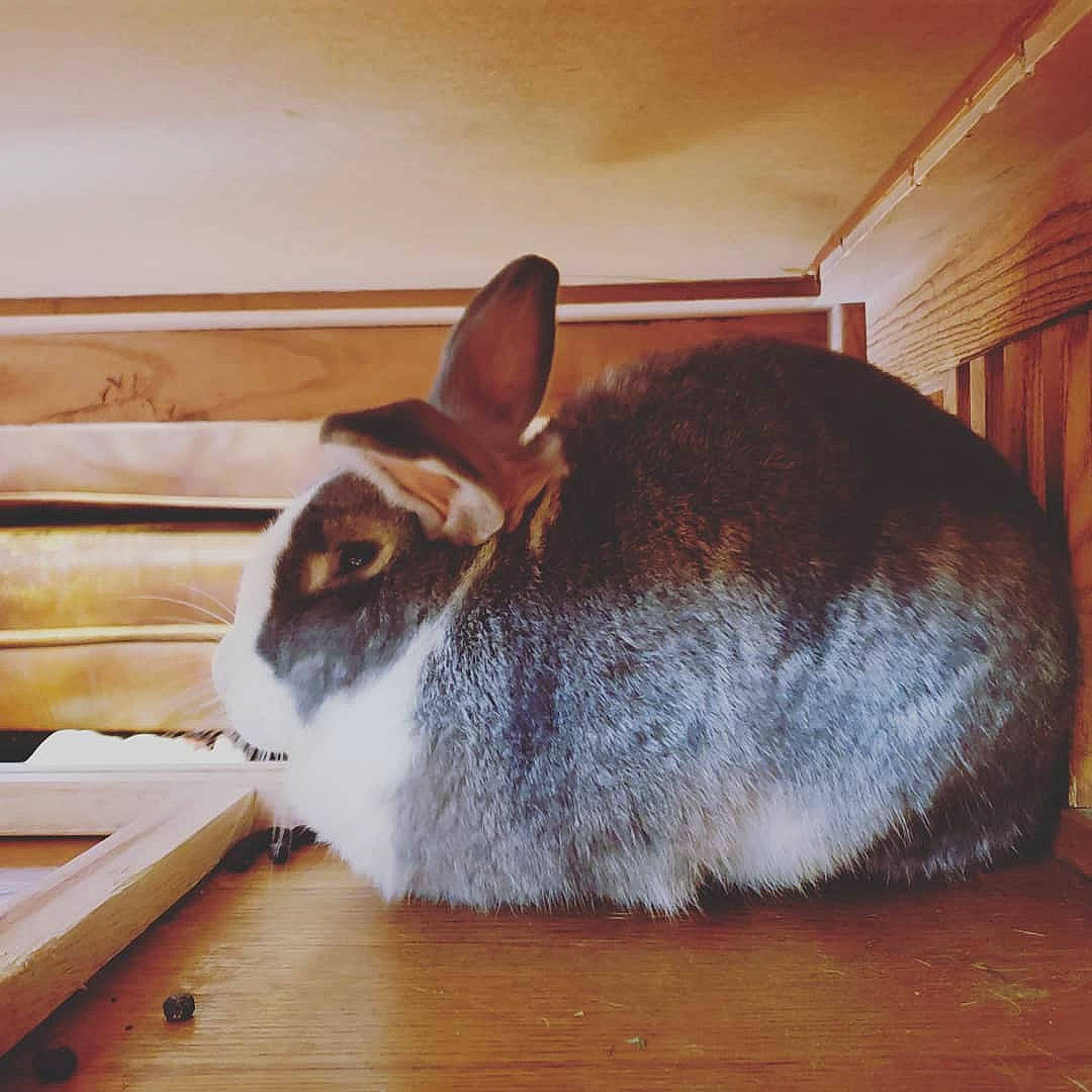 Chelle is registered to the contest to win money with this photo: domestic_rabbit, ear, fawn, hare, rabbit, rabbits_and_hares, snout, whiskers