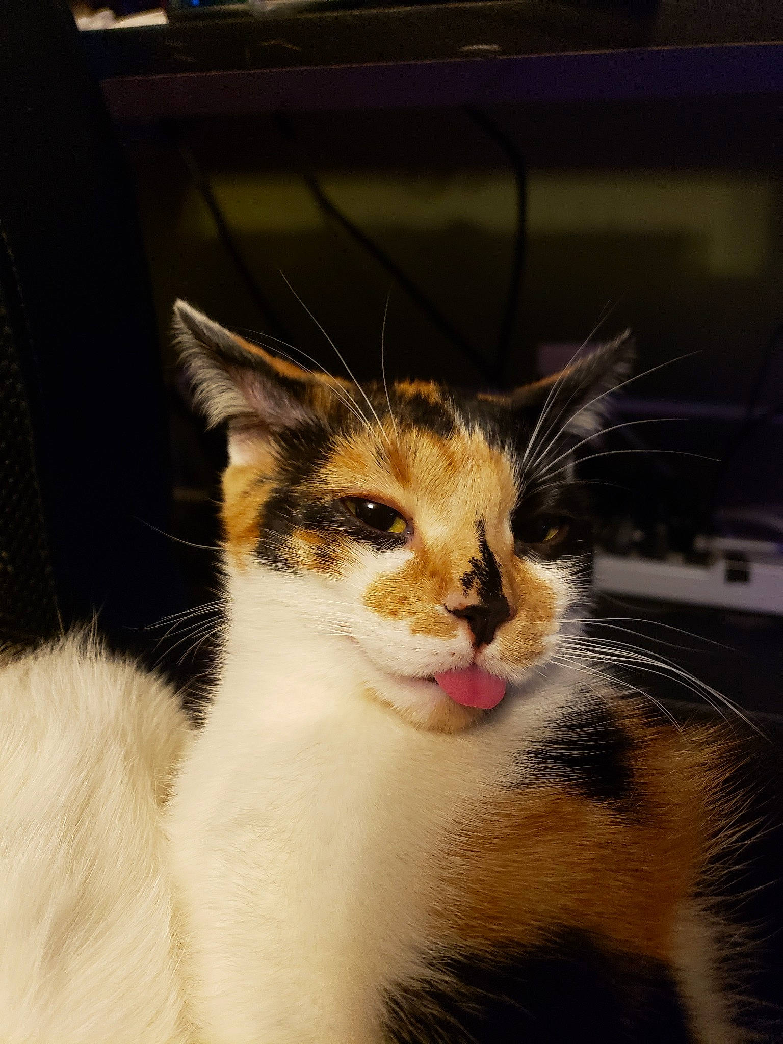 True joined the competition — help win amazing prizes! aegean_cat, american_wirehair, asian, carnivore, cat, domestic_short_haired_cat, ear, european_shorthair, eye, felidae, fur, kitten, mammal, nose, polydactyl_cat, small_to_medium_sized_cats, snout, whiskers