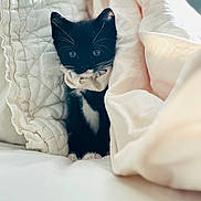 Persian Buttercup Pb joined the competition — help win amazing prizes! animal, black_and_white, blanket, cat, comfort, cozy, cute, cute_pet, domestic, fur, indoor, kitten, nap, pet, resting, scarf, small, soft, whiskers, young