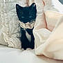 animal, black_and_white, blanket, cat, comfort, cozy, cute, cute_pet, domestic, fur, indoor, kitten, nap, pet, resting, scarf, small, soft, whiskers, young
