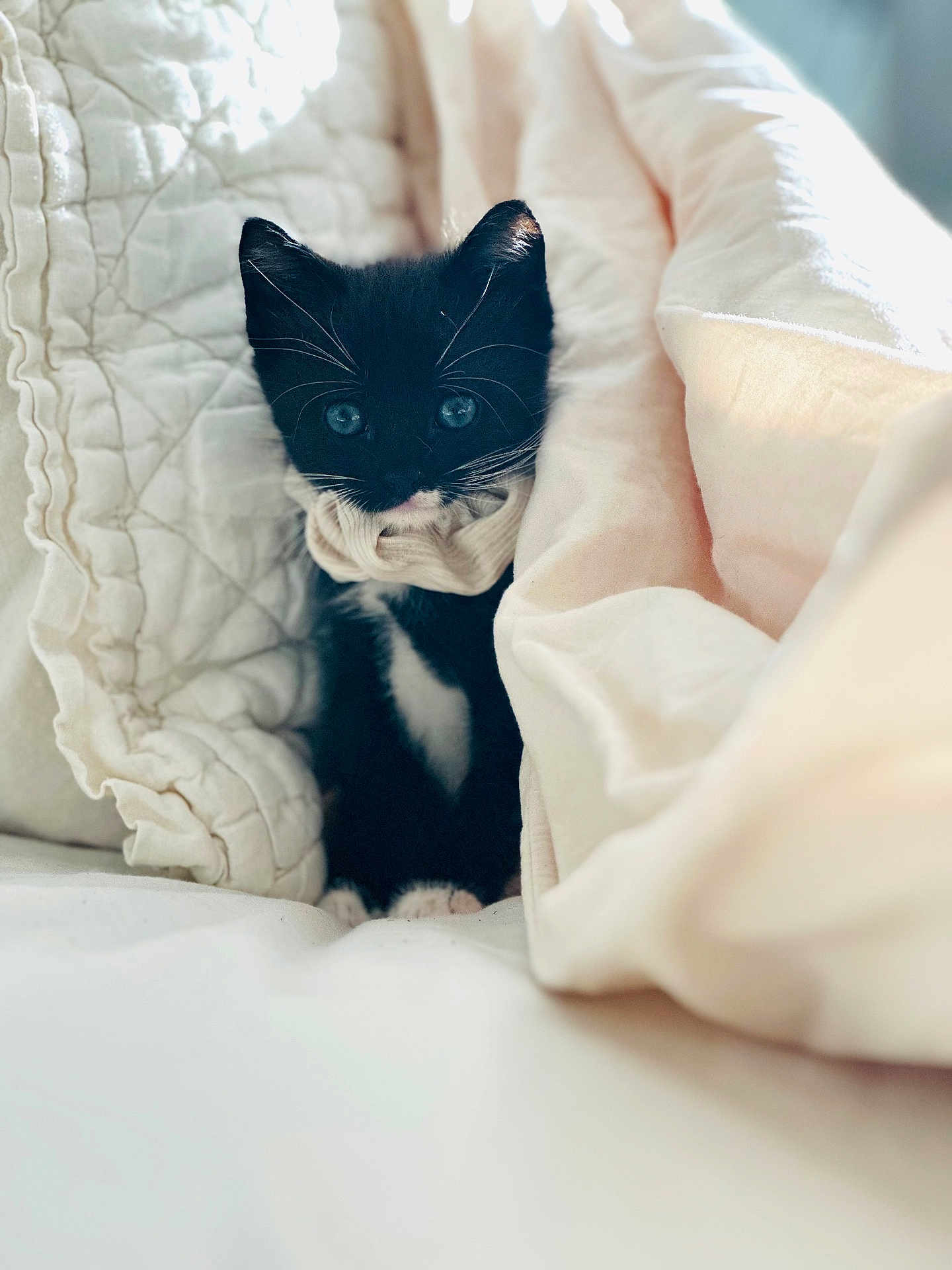 Persian Buttercup Pb joined the competition — help win amazing prizes! animal, black_and_white, blanket, cat, comfort, cozy, cute, cute_pet, domestic, fur, indoor, kitten, nap, pet, resting, scarf, small, soft, whiskers, young