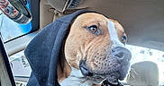 Billy is registered to the contest to win money with this photo: dog, hoodie, car_interior, dog_harness, window, rearview_mirror, seat, canine, pet, side_view, looking_out_window, brown_and_white_dog, calm, dog_face, dog_expression, clothing, vehicle, daylight, seatbelt, collar