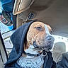 dog, hoodie, car_interior, dog_harness, window, rearview_mirror, seat, canine, pet, side_view, looking_out_window, brown_and_white_dog, calm, dog_face, dog_expression, clothing, vehicle, daylight, seatbelt, collar