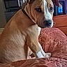 Billy is registered to the contest to win money with this photo: dog, bedspread, indoor, brown_dog, white_markings, furniture, mirror, microwave, dresser, bedroom, pet, looking_back, calm, resting, domestic, canine, animal, home, quiet, cozy