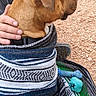 dog, blanket, hand, toy, outdoor, brown_dog, wrapped, sitting, ground, texture, comfort, pet, companion, calm, side_view, patterned_blanket, blue_toy, human_interaction, cozy, resting
