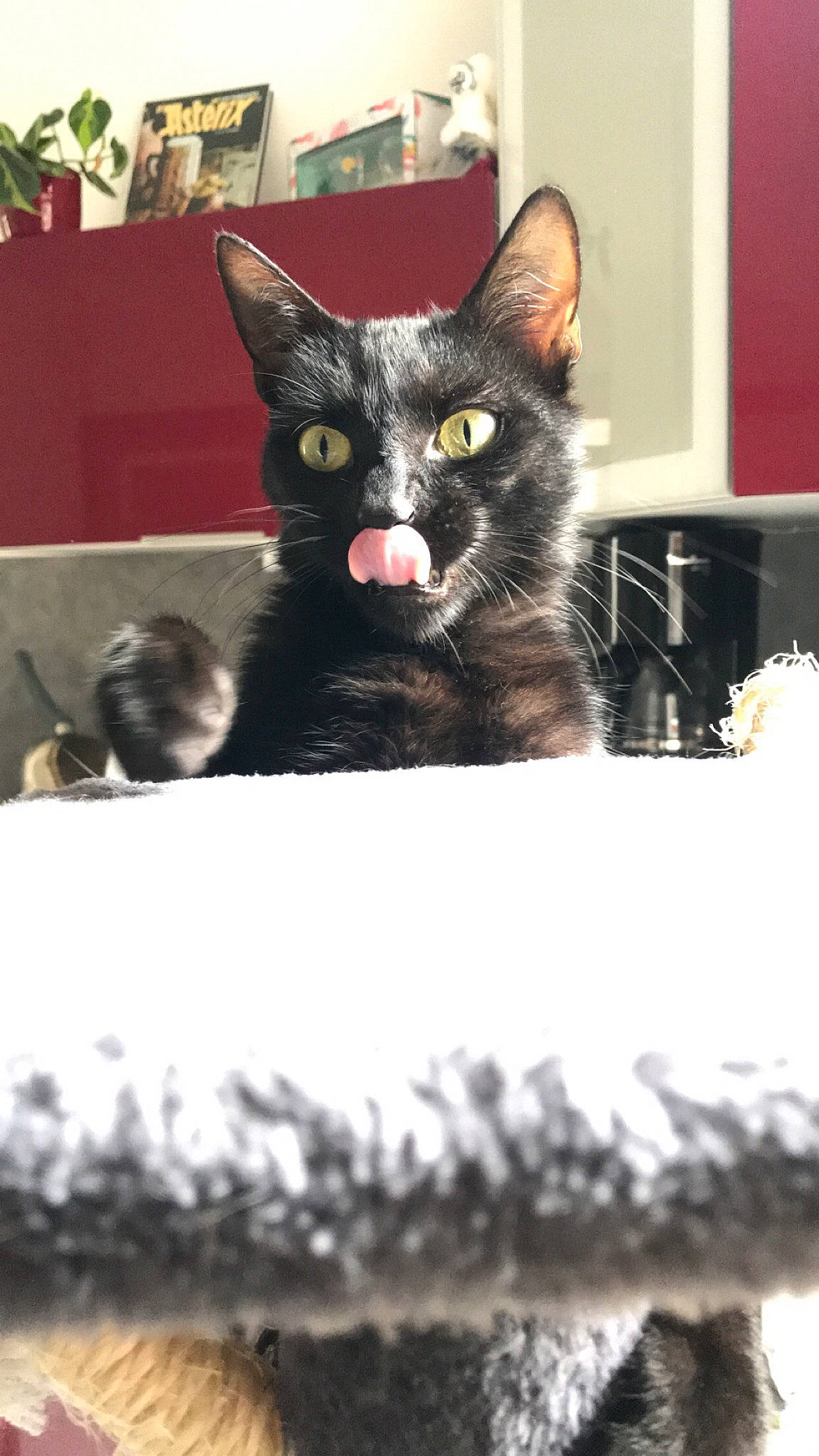 Salem participe au concours pour gagner de l'argent avec cette photo : art, black_cat, bombay, box, carnivore, cat, cat_furniture, cat_supply, claw, domestic_short_haired_cat, felidae, fur, paw, pet_supply, rectangle, small_to_medium_sized_cats, snout, tail, whiskers, window