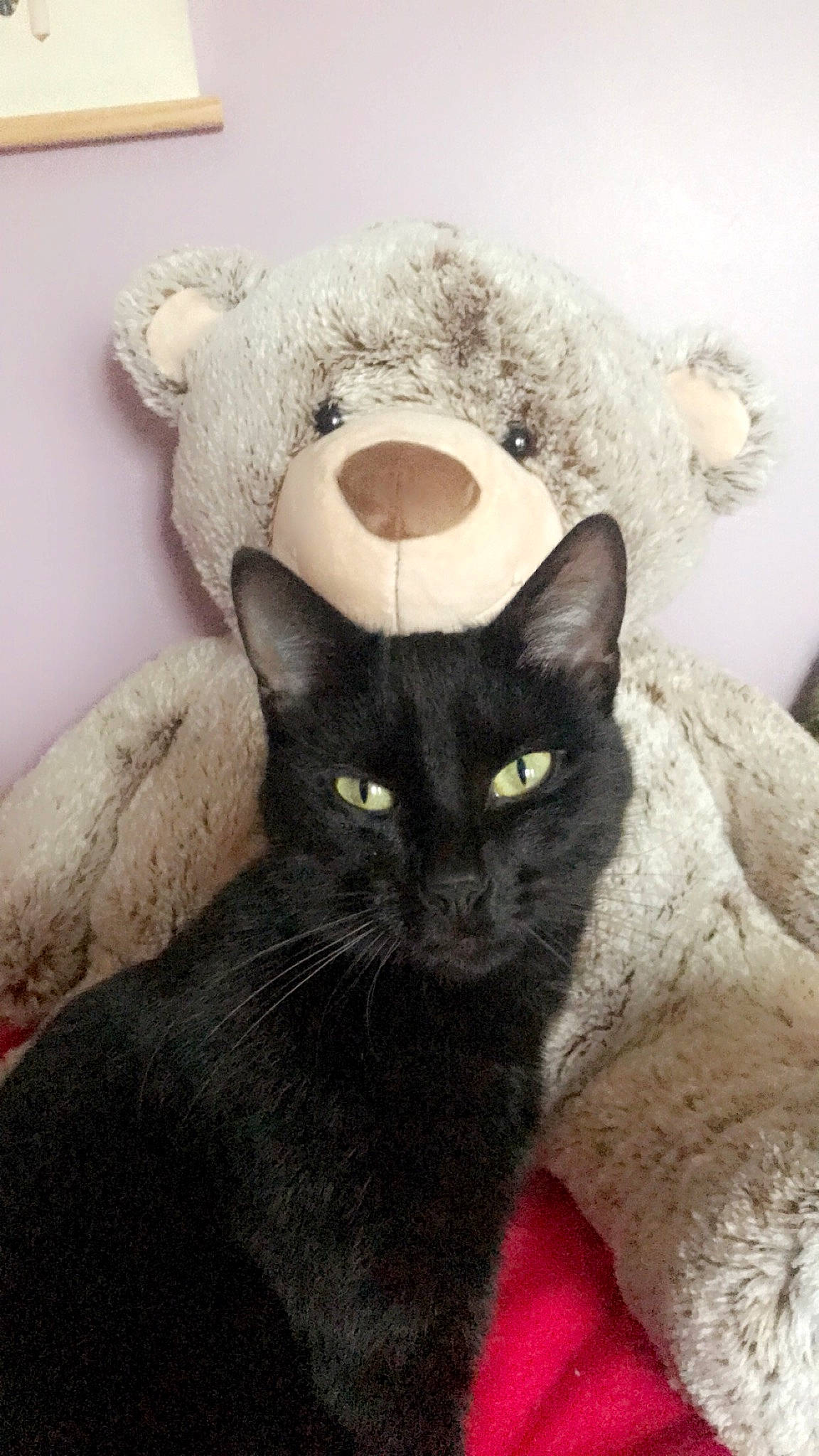 Salem participe au concours pour gagner de l'argent avec cette photo : black_cat, carnivore, cat, cat_supply, comfort, costume_hat, domestic_short_haired_cat, fashion_accessory, felidae, fur, grey, hat, pet_supply, small_to_medium_sized_cats, snout, stuffed_toy, tail, teddy_bear, terrestrial_animal, whiskers