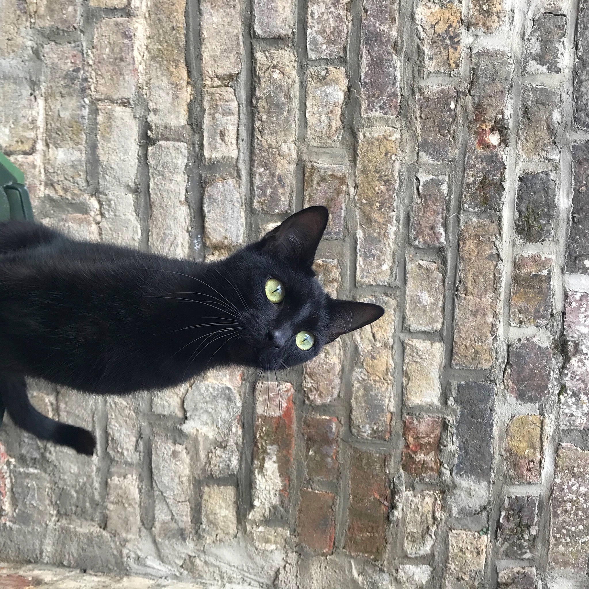 Salem participe au concours pour gagner de l'argent avec cette photo : black_cat, bombay, carnivore, cat, cobblestone, domestic_short_haired_cat, felidae, fur, grass, grey, plant, shadow, small_to_medium_sized_cats, snout, tail, terrestrial_animal, tree, wall, whiskers, window