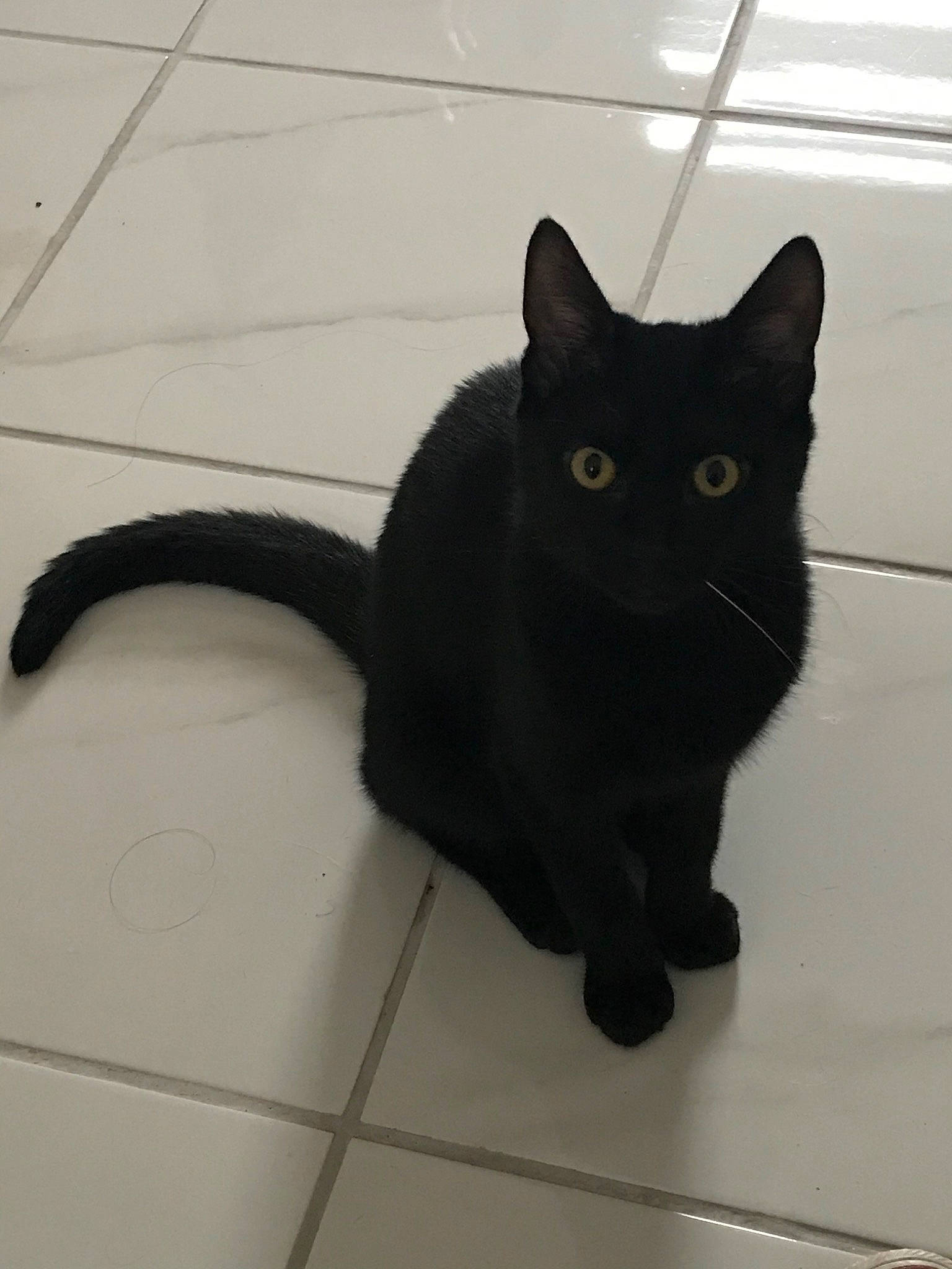 Salem a rejoint le concours — aidez-le/la à gagner de superbes lots ! asian, black, black_cat, bombay, carnivore, cat, domestic_short_haired_cat, felidae, mammal, small_to_medium_sized_cats, tail, tile, whiskers