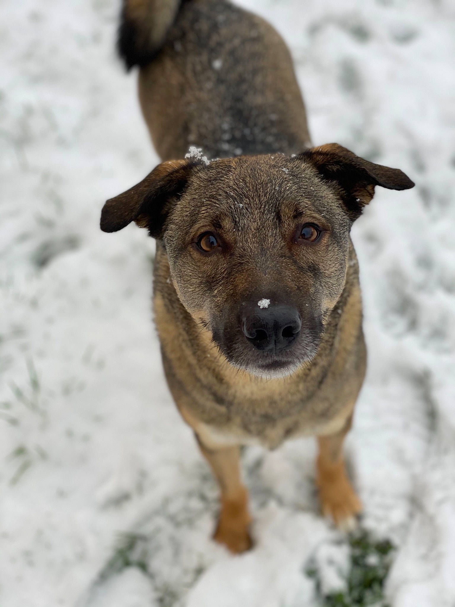 Bart participe au concours pour gagner de l'argent avec cette photo : ancient_dog_breeds, canidae, carnivore, companion_dog, dog, dog_breed, fawn, freezing, fur, hunting_dog, snout, snow, sporting_group, terrestrial_animal, treeing_tennessee_brindle, whiskers, winter, working_animal, working_dog