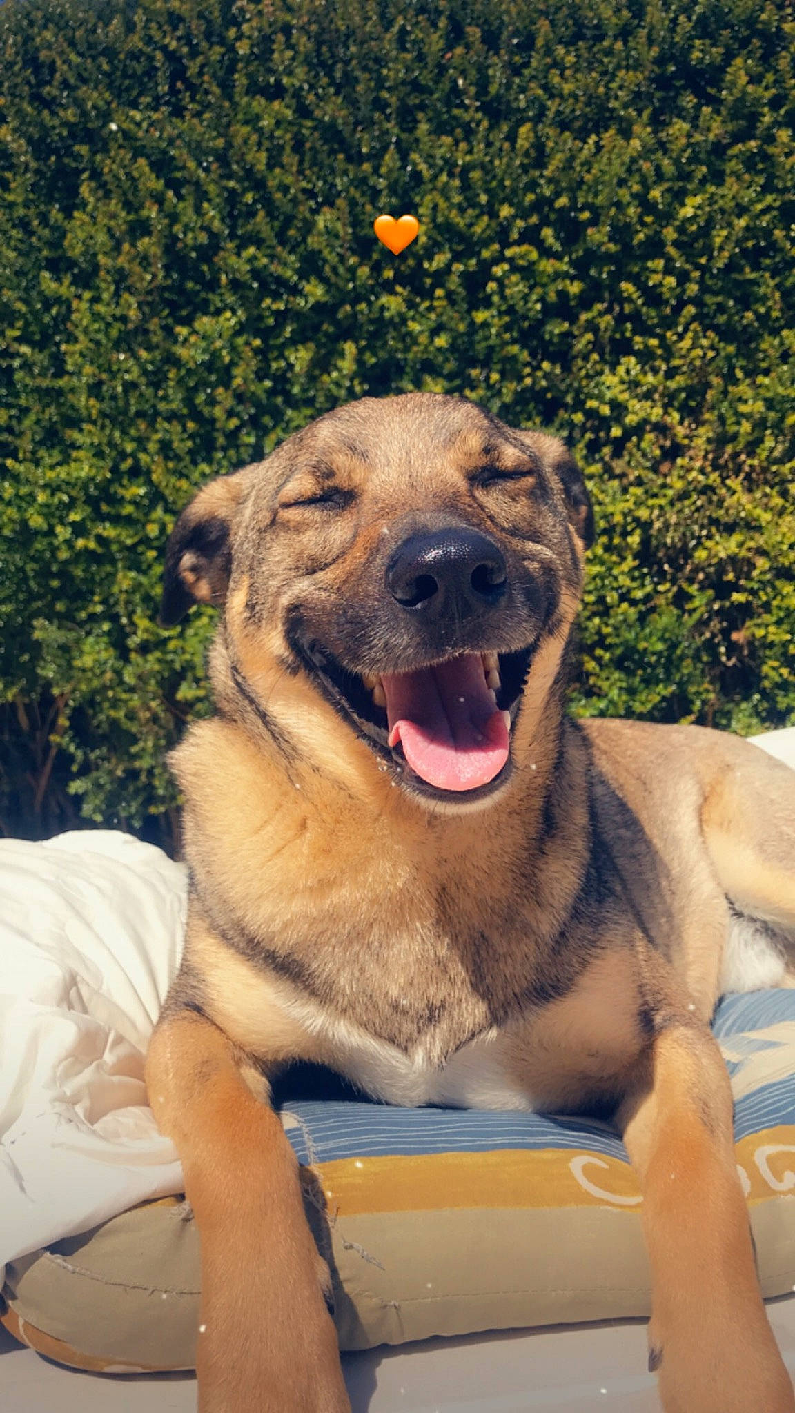 Bart a rejoint le concours — aidez-le/la à gagner de superbes lots ! canidae, carnivore, companion_dog, dog, dog_breed, fang, fawn, fun, grass, guard_dog, leisure, smile, snout, sporting_group, terrestrial_animal, water, whiskers, working_animal, working_dog, wrinkle