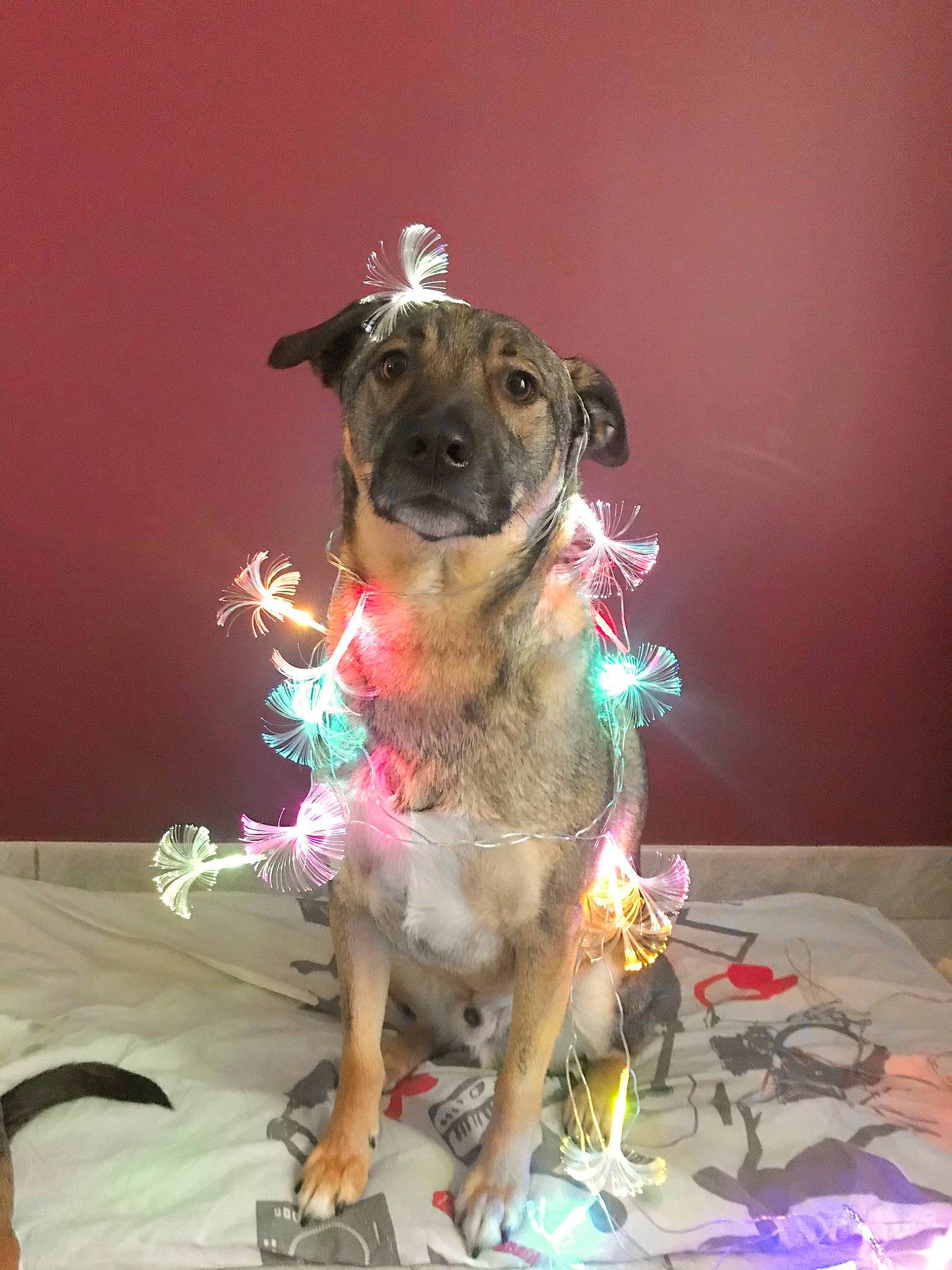 Bart participe au concours pour gagner de l'argent avec cette photo : carnivore, collar, companion_dog, dog, dog_breed, dog_clothes, dog_collar, dog_supply, fawn, flooring, fur, leash, pet_supply, pink, snout, sporting_group, tail, toy_dog, whiskers, working_animal