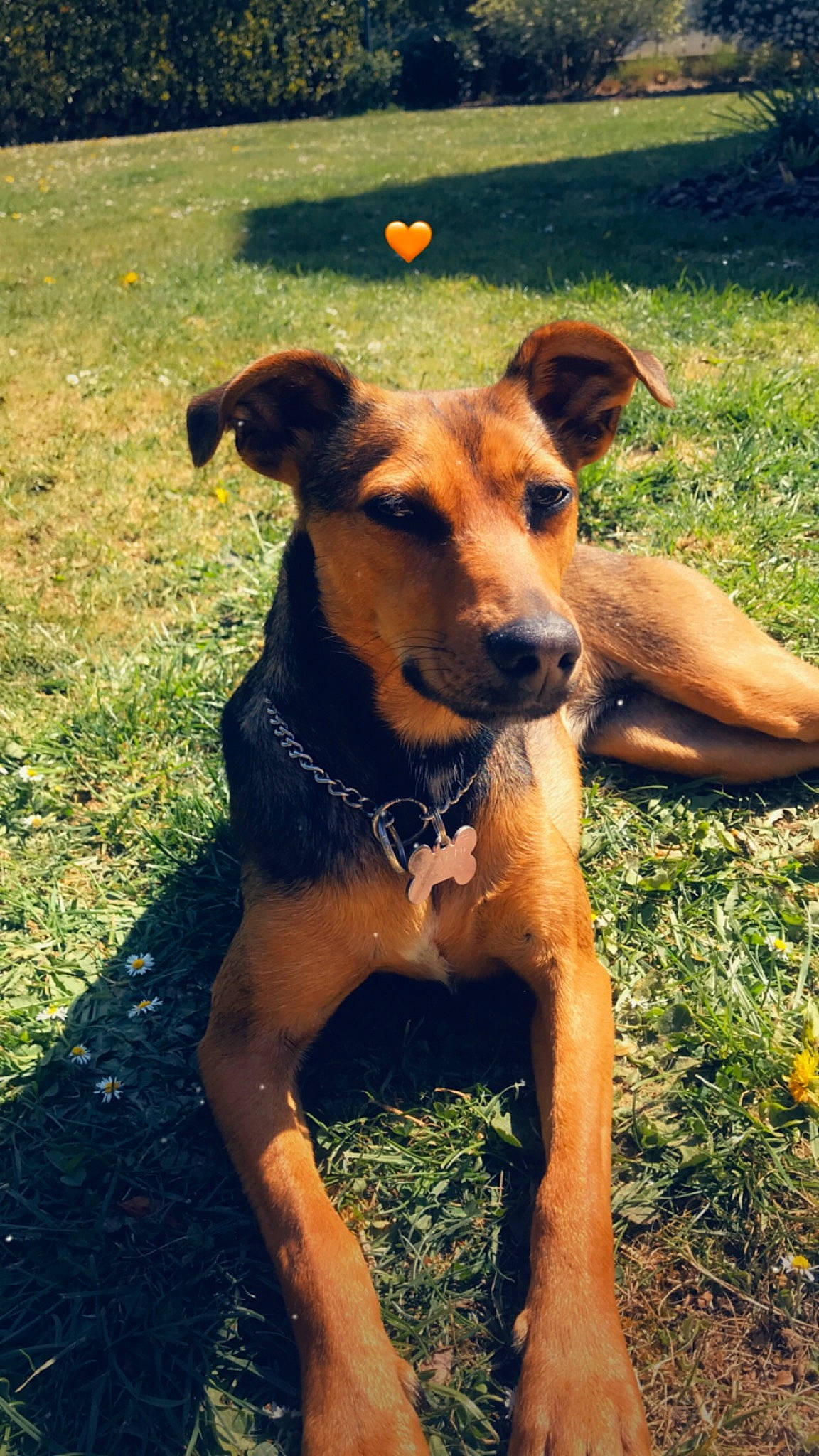 Phoenix a rejoint le concours — aidez-le/la à gagner de superbes lots ! canidae, carnivore, companion_dog, dog, dog_breed, dog_supply, fawn, grass, guard_dog, hunting_dog, plant, shadow, snout, sporting_group, street_dog, tail, working_animal, working_dog