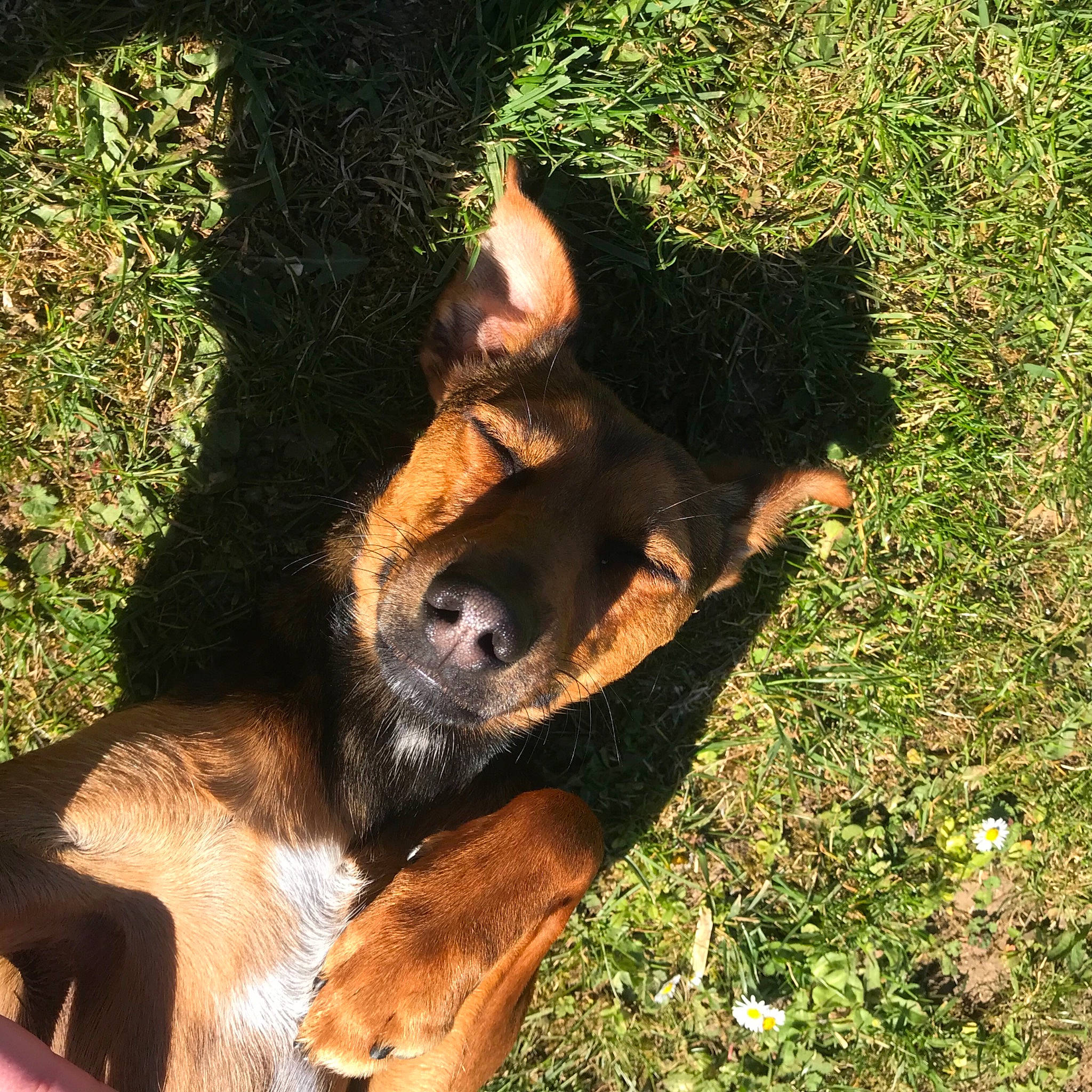 Phoenix a rejoint le concours — aidez-le/la à gagner de superbes lots ! canidae, carnivore, companion_dog, dog, dog_breed, east_european_shepherd, fawn, fur, german_shepherd_dog, grass, jaw, natural_material, paw, plant, snout, sporting_group, terrestrial_animal, terrestrial_plant, working_animal, working_dog