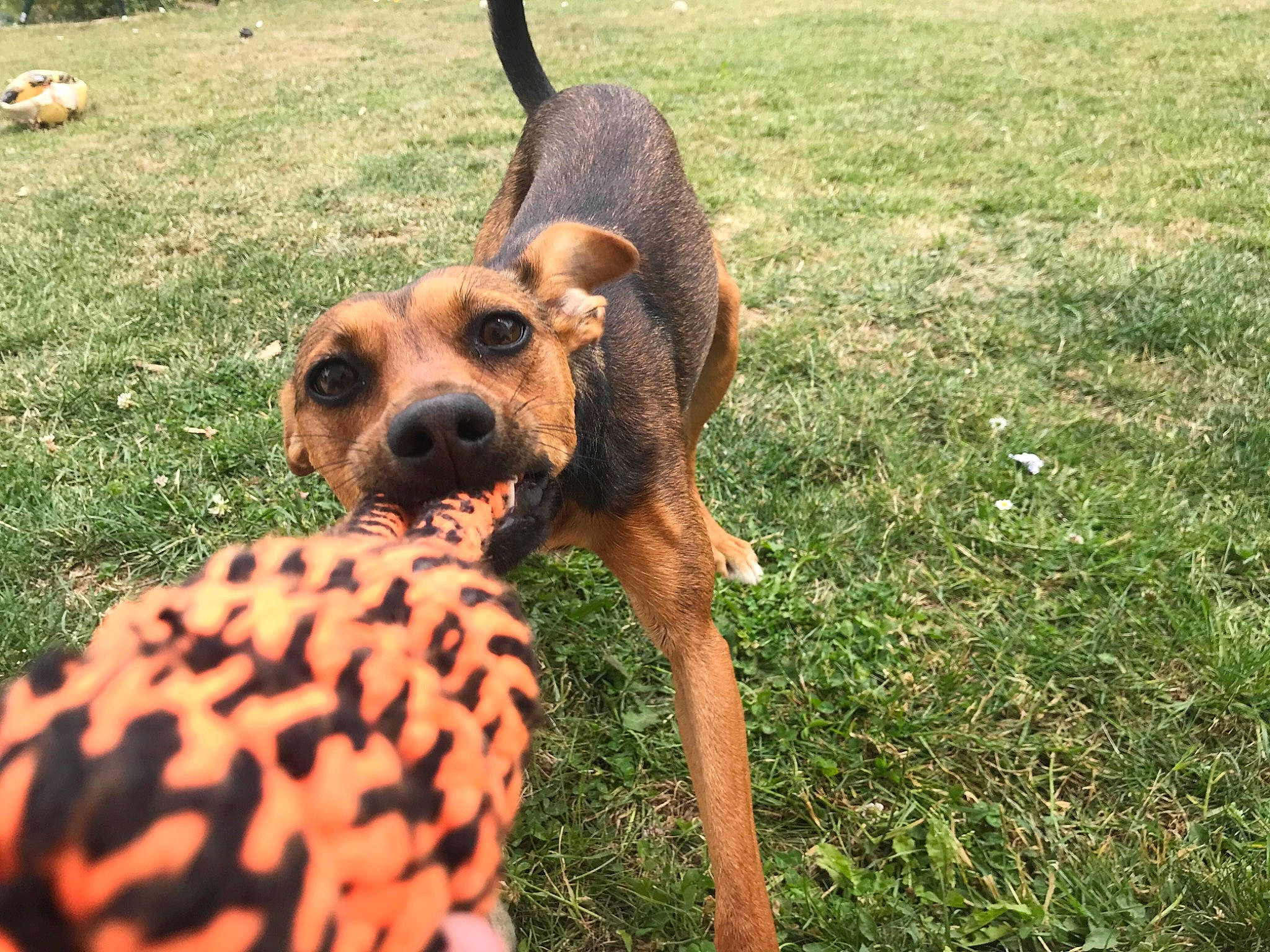 Phoenix participe au concours pour gagner de l'argent avec cette photo : carnivore, collar, companion_dog, dog, dog_breed, dog_supply, fawn, fur, grass, grassland, hound, liver, pattern, snout, tail, terrestrial_animal, terrier, toy_dog, wildlife, working_animal