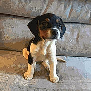 April Joy is registered to the contest to win money with this photo: puppy, dog, pet, animal, couch, indoor, cute, sitting, young, fur, ears, face, legs, tail, domestic, canine, home, comfort, adorable, friendly