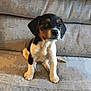 puppy, dog, pet, animal, couch, indoor, cute, sitting, young, fur, ears, face, legs, tail, domestic, canine, home, comfort, adorable, friendly