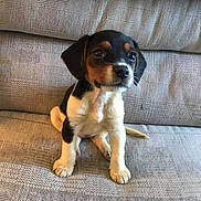 April joined the competition — help win amazing prizes! puppy, dog, pet, animal, cute, sitting, couch, indoor, small, young, fur, black, white, brown, ears, face, eyes, paw, canine, companion