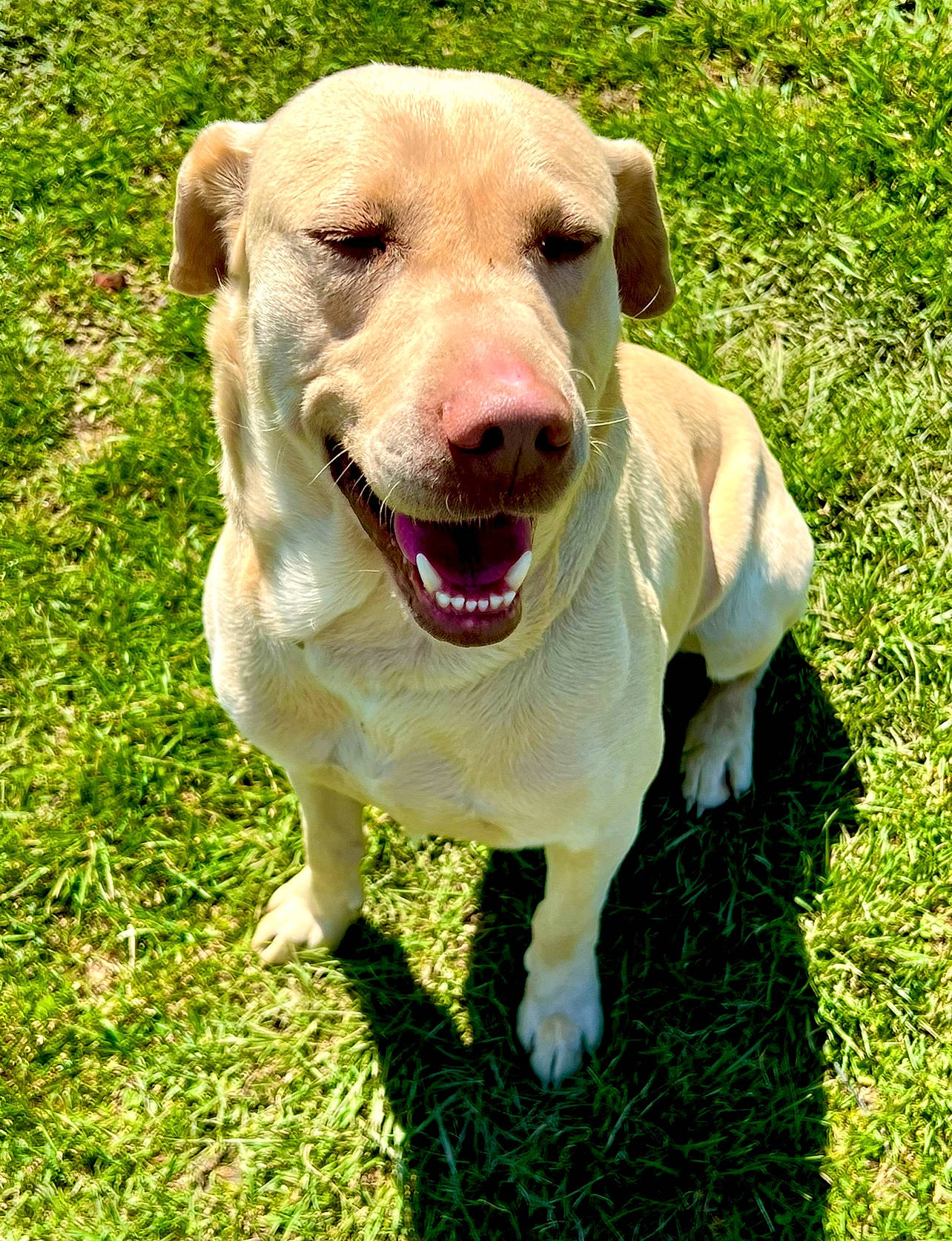 Colt is registered to the contest to win money with this photo: carnivore, collar, companion_dog, dog, dog_breed, dog_collar, fawn, grass, grass_family, grassland, groundcover, lawn, pet_supply, retriever, snout, sporting_group, tail, terrestrial_animal, whiskers, working_animal