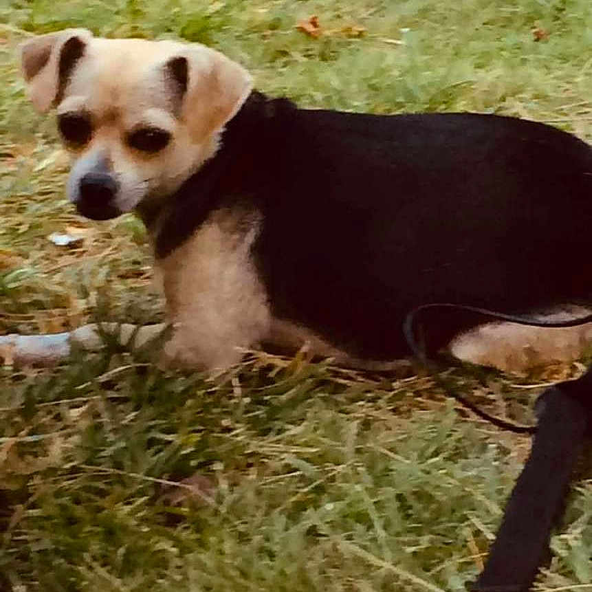 Vixen-Leihua is registered to the contest to win money with this photo: animal, black_coat, canine, companion, curious, daylight, dog, ears, fur, grass, leash, looking_back, lying_down, mammal, nature, outdoor, pet, small_dog, snout, tan_coat