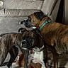 Jazmine is registered to the contest to win money with this photo: dog, boxer, brindle, pet, living_room, furniture, couch, collar, floor, carpet, animal, indoor, alert, companion, mammal, canine, domestic_animal, two_dogs, brown, white_paws