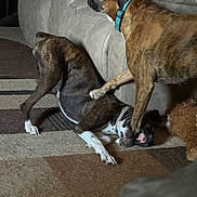 Jazmine is registered to the contest to win money with this photo: dog, brindle, playing, indoor, carpet, couch, pet, canine, fun, animal, furniture, living_room, collar, friendly, domestic, interaction, two_animals, playful, resting, smiling
