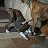 dog, brindle, playing, indoor, carpet, couch, pet, canine, fun, animal, furniture, living_room, collar, friendly, domestic, interaction, two_animals, playful, resting, smiling
