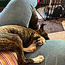 Jazmine is registered to the contest to win money with this photo: dog, sleeping, lap, jeans, striped_shirt, brindle, paw, home, crate, rug, person, relaxation, indoor, comfort, resting, casual, footwear, pink_sock, furniture, cozy